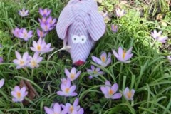 Schwein_Blumen