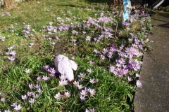 Schwein_Garten